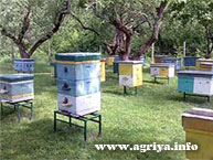 Фото Боярские курсы пчеловодов